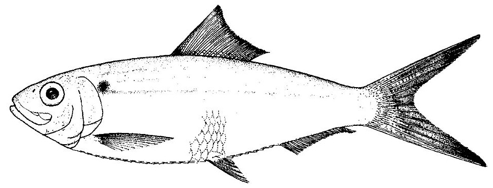 Sardinella maderensis_01.jpg